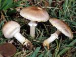 Agaricus micromegathus - Fungi Species | sokos jishebi | სოკოს ჯიშები